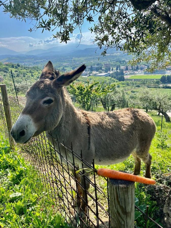Mirabel Lägenhet Chieti Exteriör bild